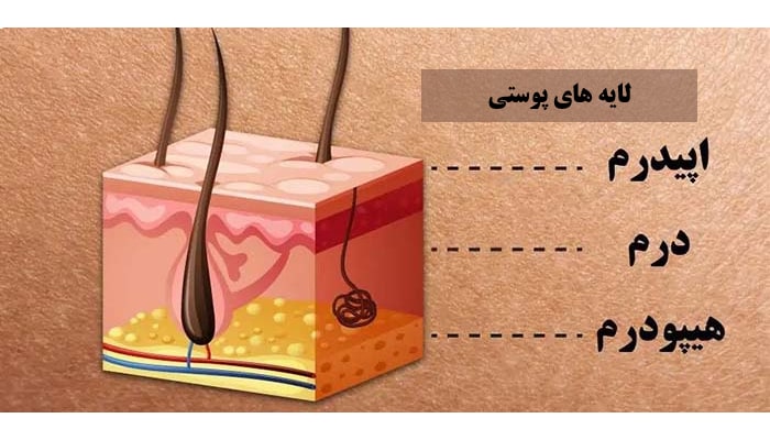 شناخت ساختار پوست