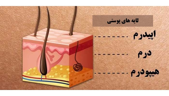 شناخت ساختار پوست